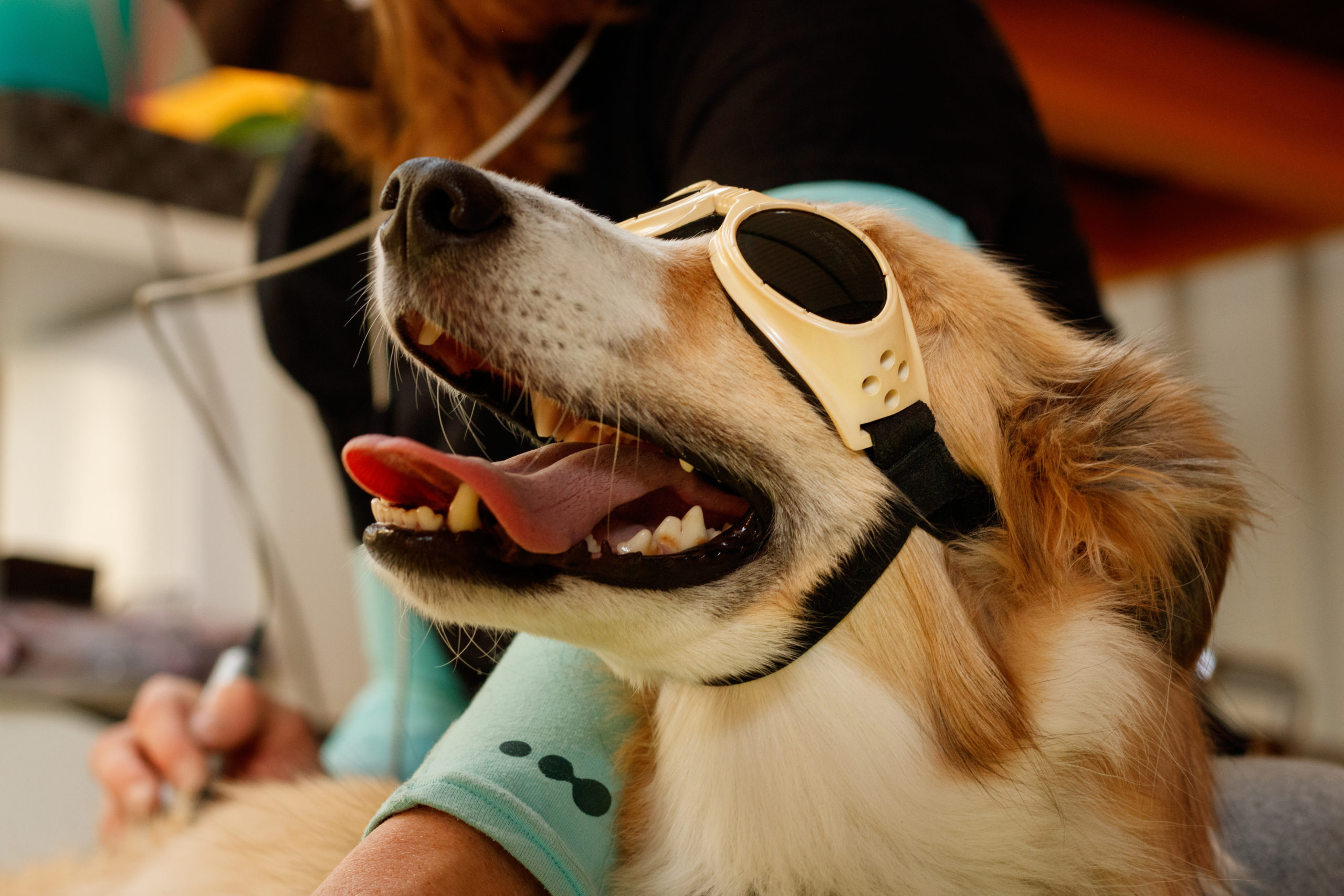 Golden retriever laser therapy