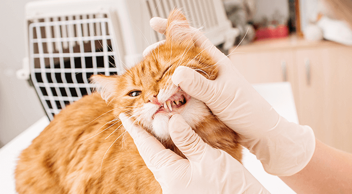 Cat teeth cleaning