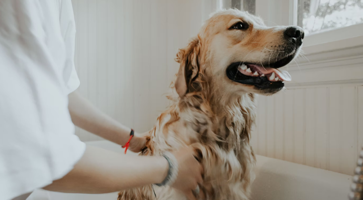 Golden retriever being groomed