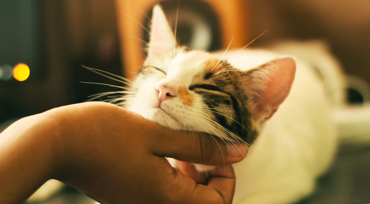 cat being pet