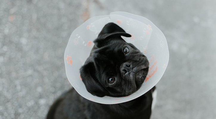 pug in a cone