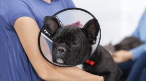 pug in a cone