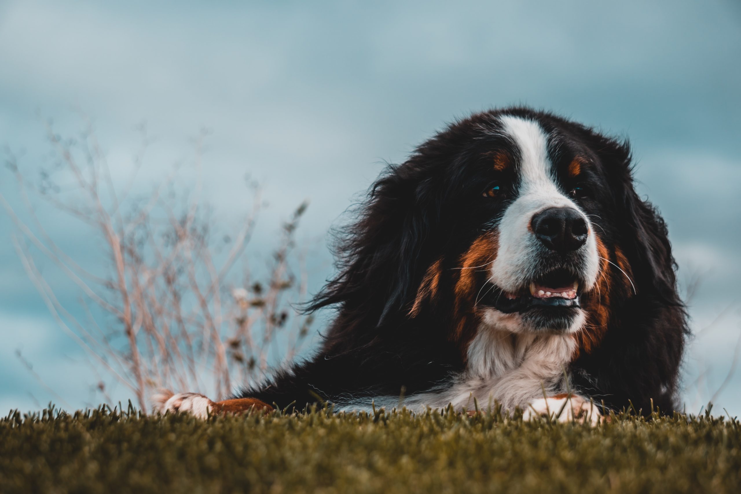 jorge-alcala-ef-oMU0LADg-unsplash jorge-alcala-ef-oMU0LADg-unsplash