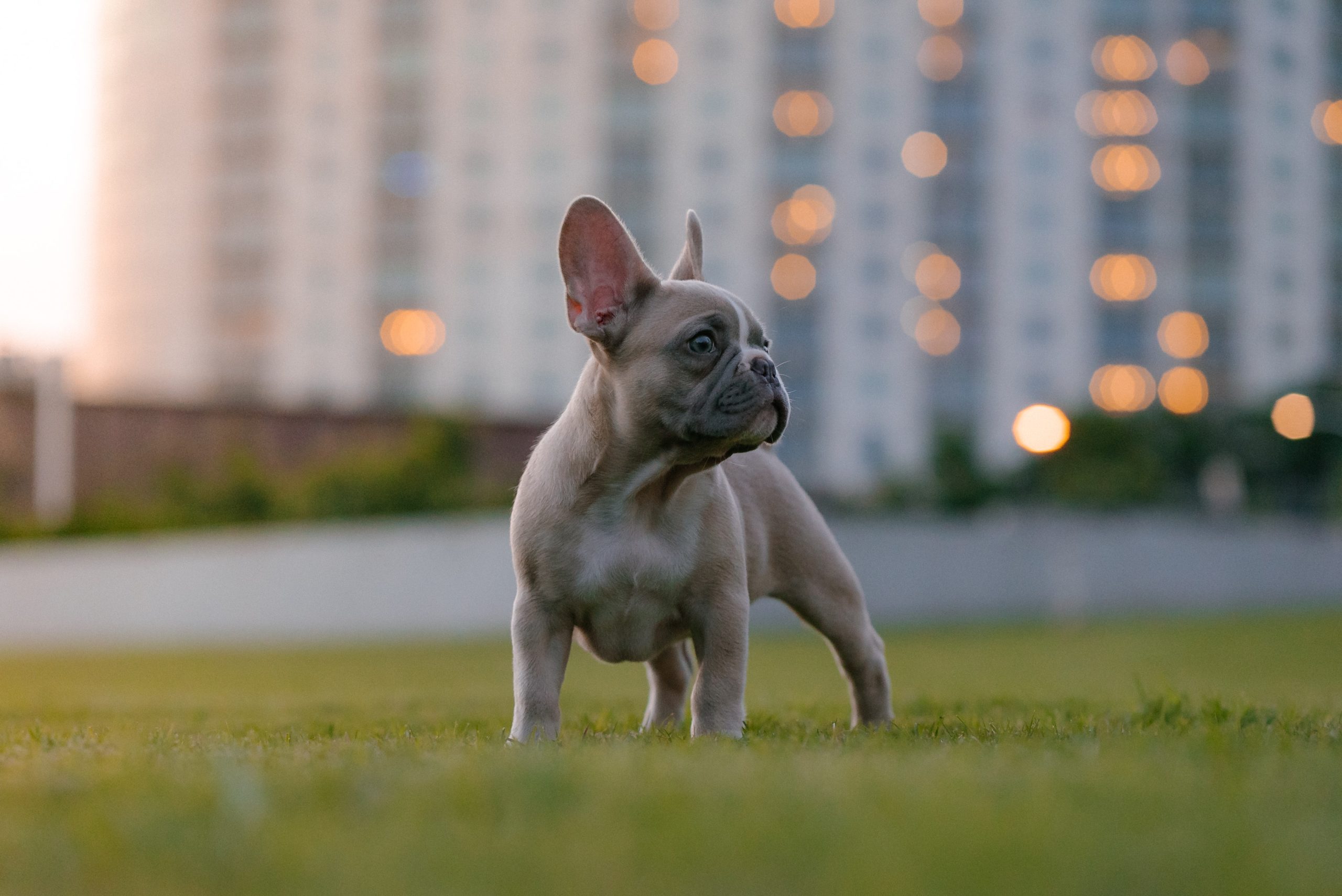 Pug in the grass